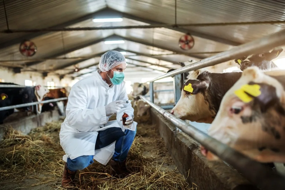 Manejo Sanitário na Pecuária de Corte: Estratégias Práticas para Cada Fase do Ciclo Produtivo