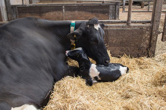 Reprodução Bovina: Estratégias Práticas para Melhorar a Eficiência Reprodutiva